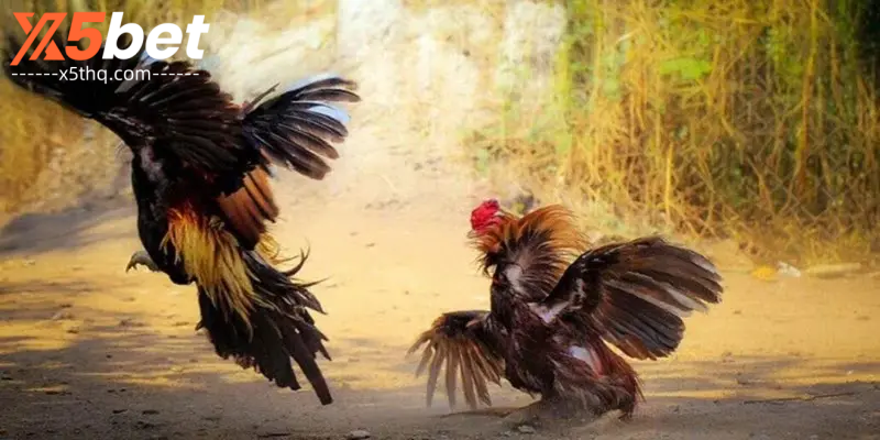 การชนไก่ – สรุปข้อมูลที่เป็นประโยชน์ 6