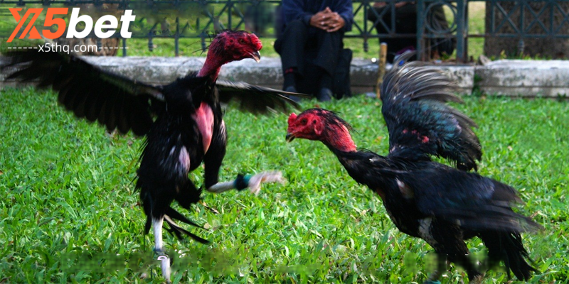 การชนไก่ – สรุปข้อมูลที่เป็นประโยชน์ 8