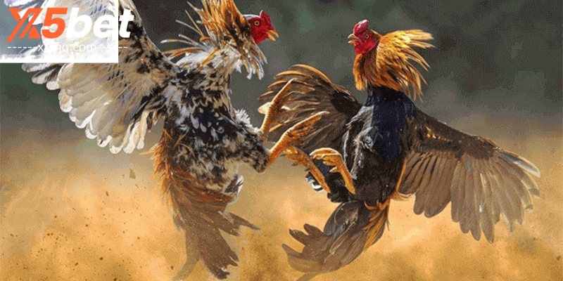 การชนไก่ – สรุปข้อมูลที่เป็นประโยชน์ 7